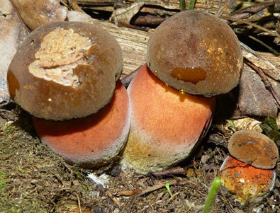   Boletus erythropus